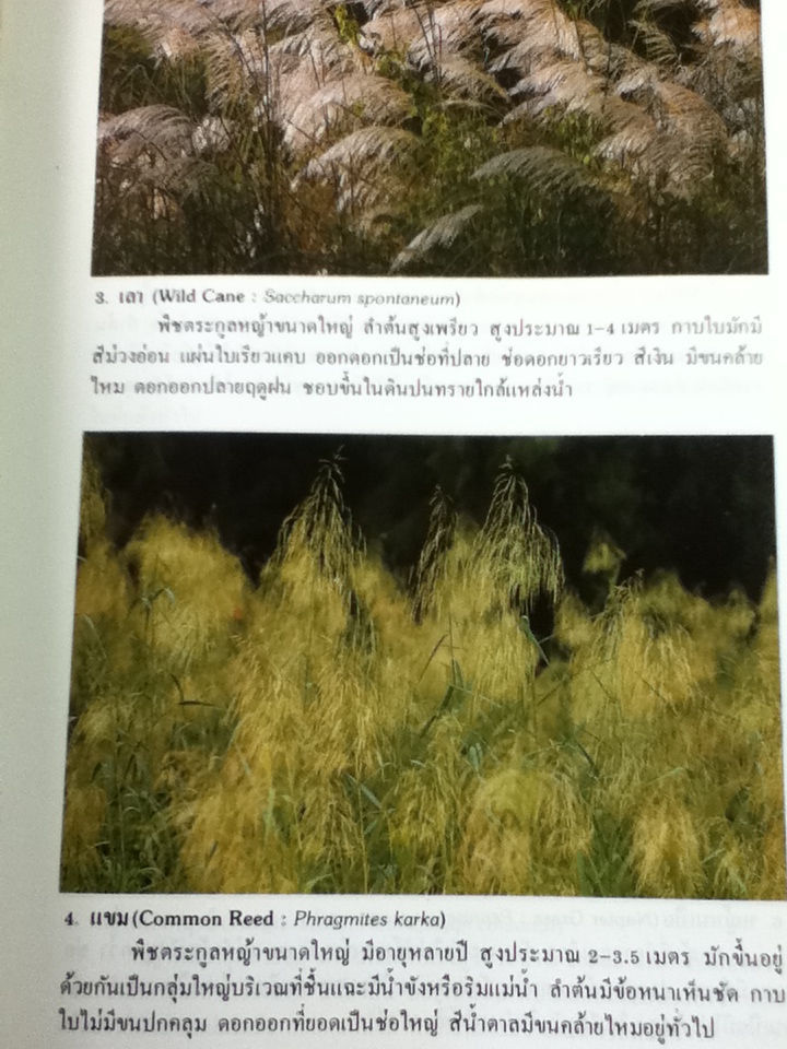 พืชสามัญเมืองไทย (หนังสือแถม)