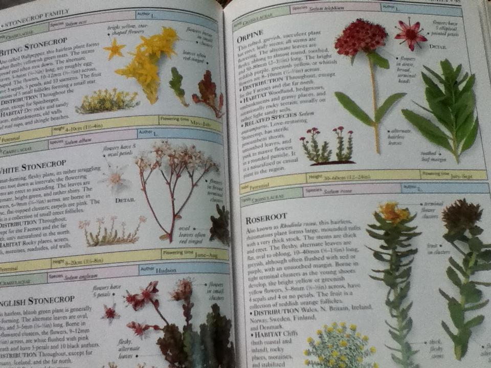 WILD FLOWERS OF BRITAIN AND NORTHWEST EUROPE/Christopher Grey-Wilson