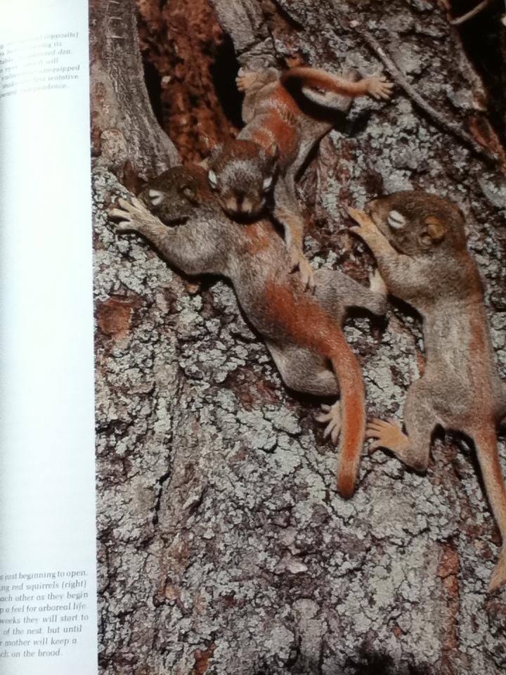 Rabbits & Other Small Mammals หนังสือชุดWild,Wild World of Animals