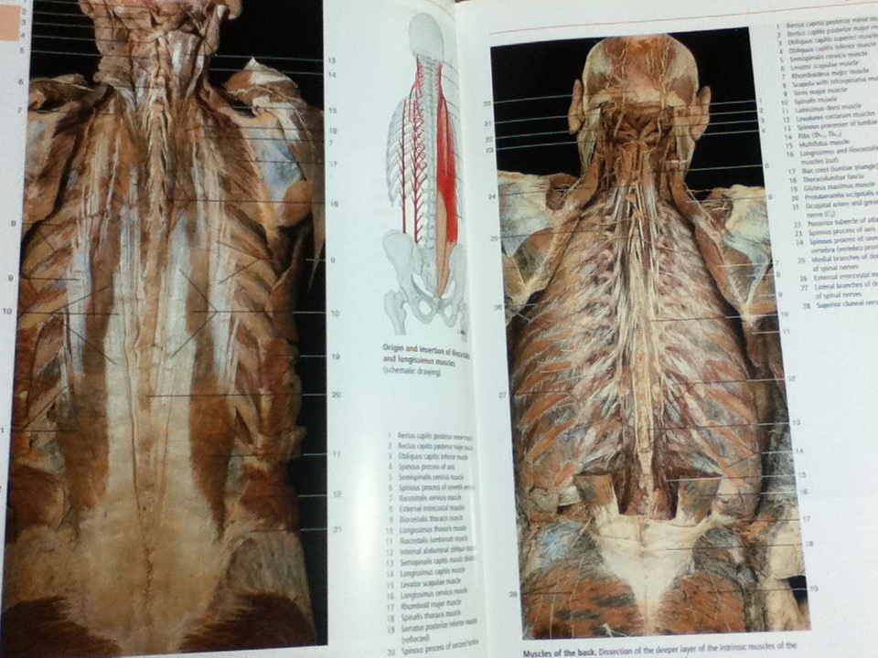Color Atlas of Anatomy/ Johannes W. Rohen และคณะ