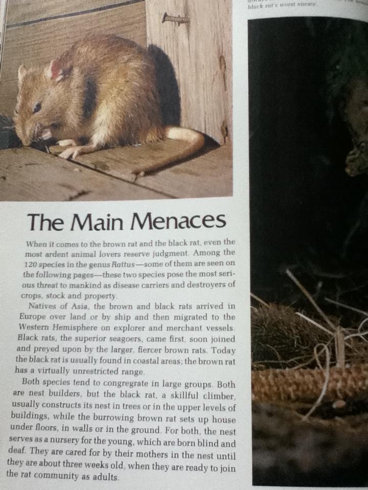 Rabbits & Other Small Mammals หนังสือชุดWild,Wild World of Animals