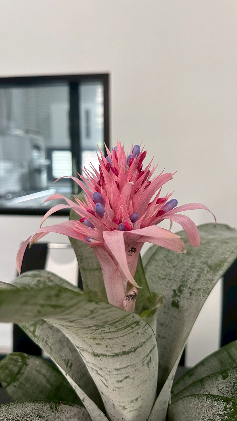 บ้านเช่าพัทยา หนองปลาไหล 3 ห้องนอน 3 ห้องน้ำ บ้านใหม่ ตกแต่งพร้อมอยู่ สวยมาก