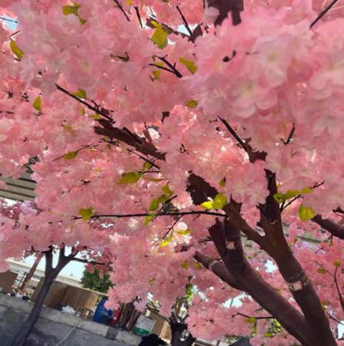 [สินค้าตกแต่งแบบญี่ปุ่น ต้นไม้ประดิษฐ์] ต้นชากุระ サクラ Sakura