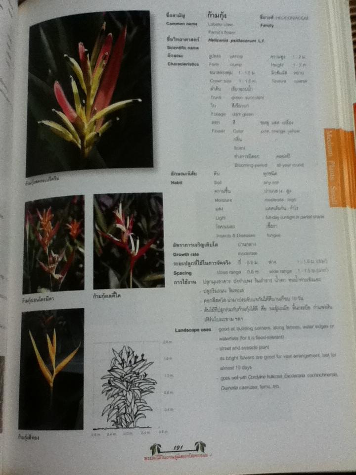พรรณไม้ในงานภูมิสถาบัตยกรรม 1 (ไทย-อังกฤษ)/ เอื้อมพร วีสมหมาย และคณะ