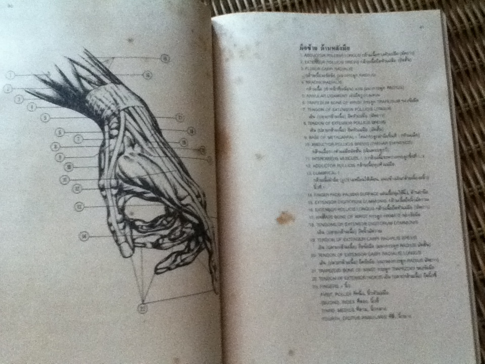 มือ กายวิภาคและการสร้างสรรค์/ เบิร์น โฮการ์ธ