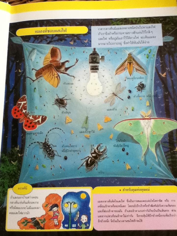 หนังสือชุดความรู้เบื้องต้นสำหรับเด็ก โลกของแมลง