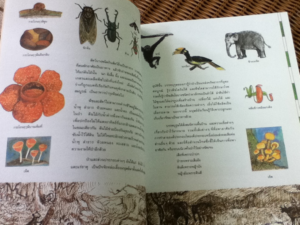 หนังสือส่งเสริมการอ่านสำหรับระดับประถมศึกษา ป่าไม้รอบตัวเรา Forest, Forest Everywhere