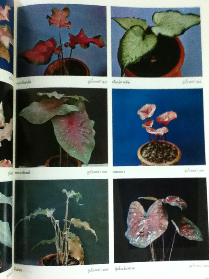 สารานุกรมไม้ประดับในประเทศไทย เล่ม 2/ กองบรรณาธิการบ้านและสวน