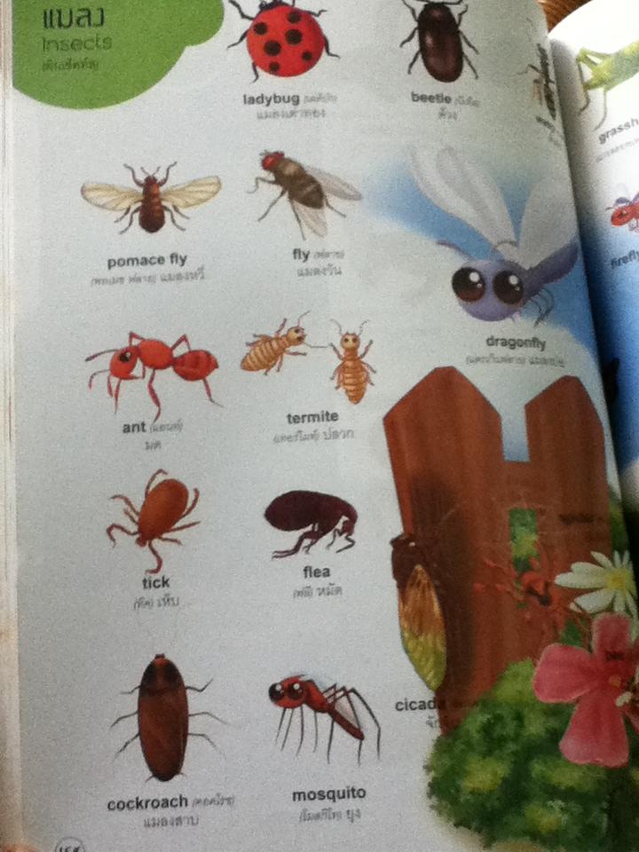 4000คำศัพท์และประโยครอบตัวหนูน้อย