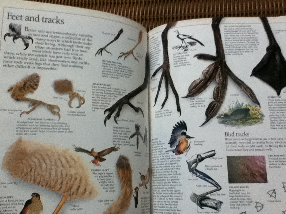 EYEWITNESS GUIDES 9 เล่ม