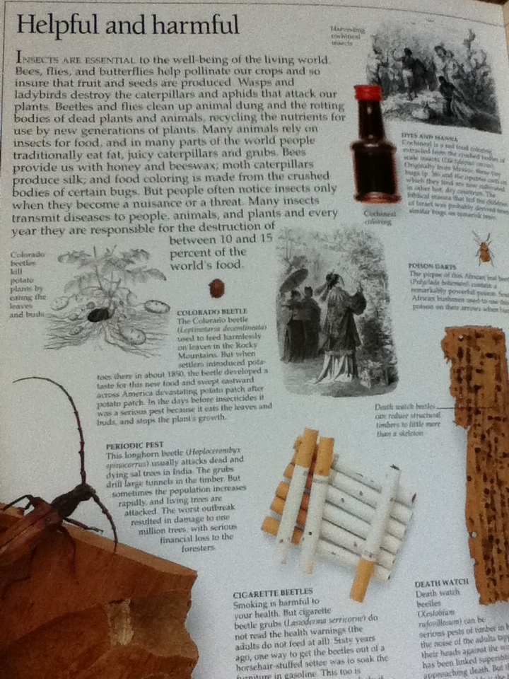 INSECT (ปกแข็ง)