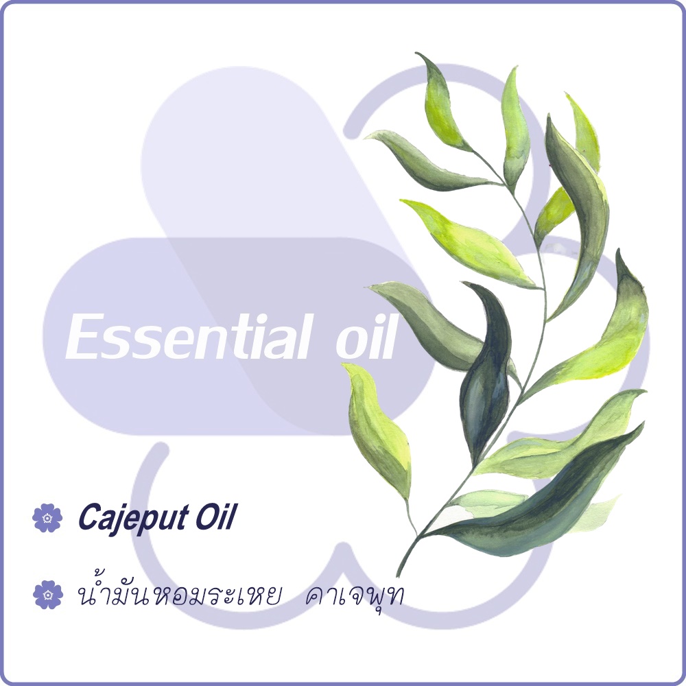 Cajeput Essential Oil น้ำมันหอมระเหย คาเจพุท (น้ำมันเขียว/น้ำมันเสม็ด) almost balsamic odor กลิ่นไม้หอม อบอุ่น สงบ ละลายในแอกอฮอล์และน้ำมัน-ไม่เร่งเทรซ COA