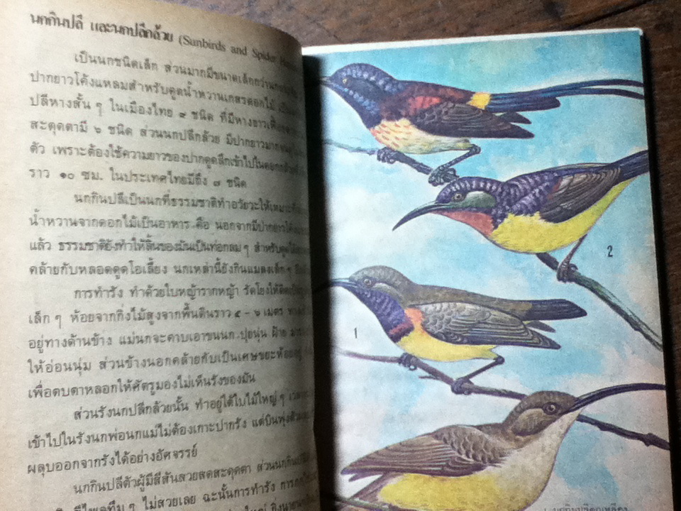 หนังสือชุดความรู้ไทย นกสวน/ นพ.บุญส่ง เลขะกุล