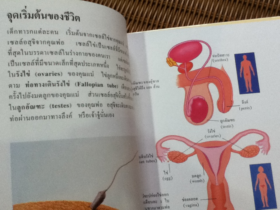 FIRST STARTS ชุดร่างกายของเรา 3เล่ม การกินอาหาร, การเคลื่อนไหว, การเกิด และการเจริญเติบโต