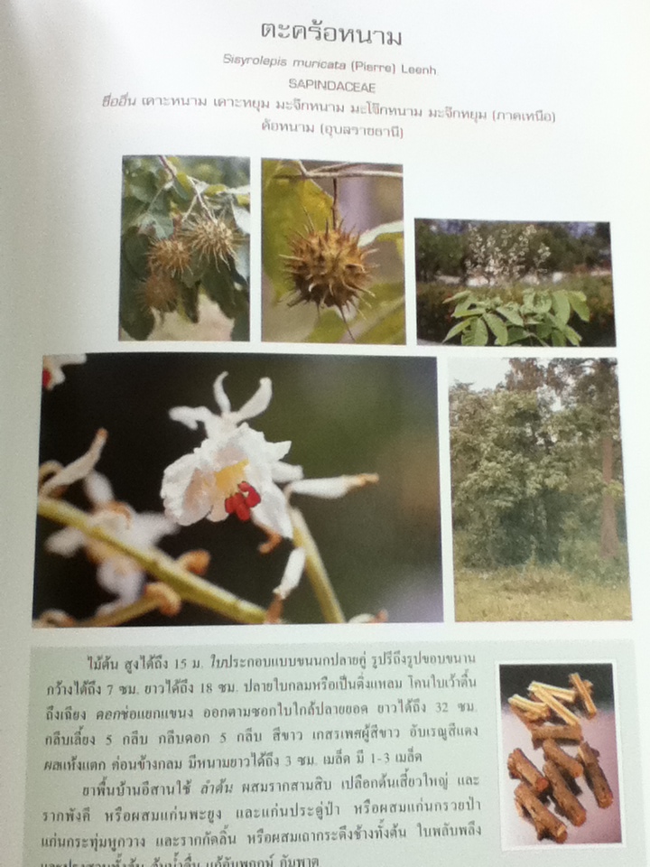 สารานุกรมสมุนไพร เล่ม 5 สมุนไพรพื้นบ้านอีสาน/ รศ.ดร.วงศ์สถิตย์ ฉั่วกุล และคณะ