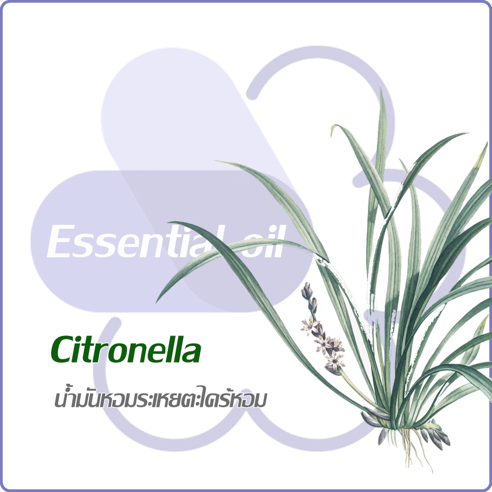 Lemongrass/Citronella oil น้ำมันหอมระเหยตะไคร้หอม Strong Herbaceous กลิ่นหอมแรง ละลายในแอกอฮอล์และน้ำมัน-ทนความร้อนสูง- ไม่เร่งเทรซ COA