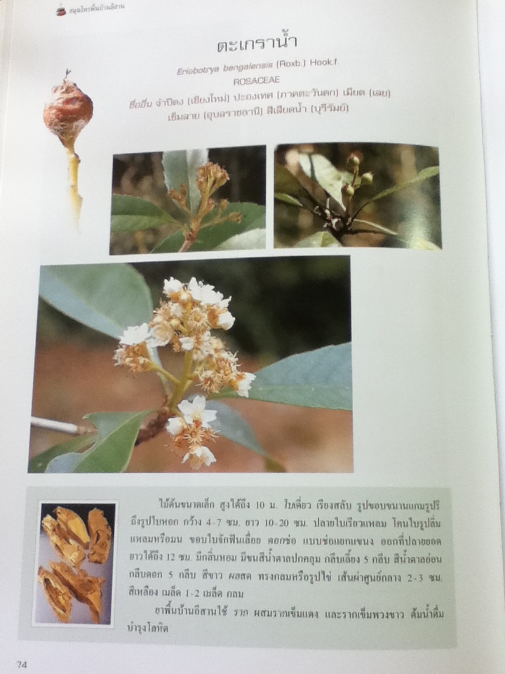 สารานุกรมสมุนไพร เล่ม 5 สมุนไพรพื้นบ้านอีสาน/ รศ.ดร.วงศ์สถิตย์ ฉั่วกุล และคณะ