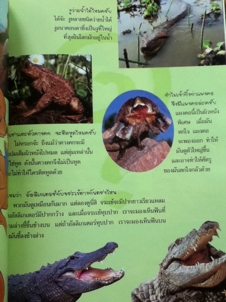 วินนีเดอะพูห์เปิดโลกการเรียนรู้ 5 เล่ม ประกอบด้วย สัตว์เลี้ยงลูกด้วยนม, สัตว์ทะเล, สัตว์เลี้อยคลานและสัตว์สะเทินน้ำสะเทินบก, แมลง และ ฤดูกาล