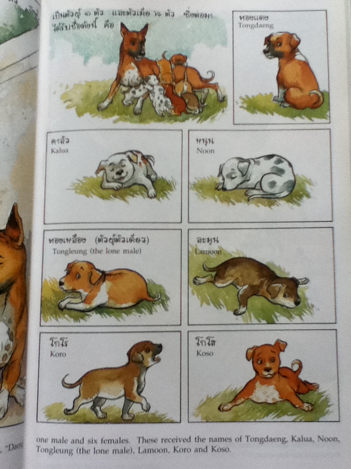 เรื่อง ทองแดง ฉบับการ์ตูน (2 ภาษา ไทย-อังกฤษ)