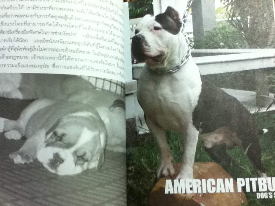 อเมริกันพิทบูล (หนังสือแถม)