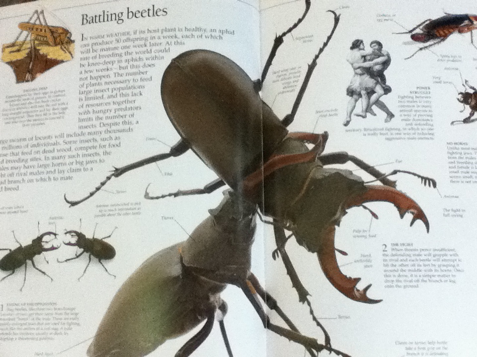 INSECT (ปกแข็ง)