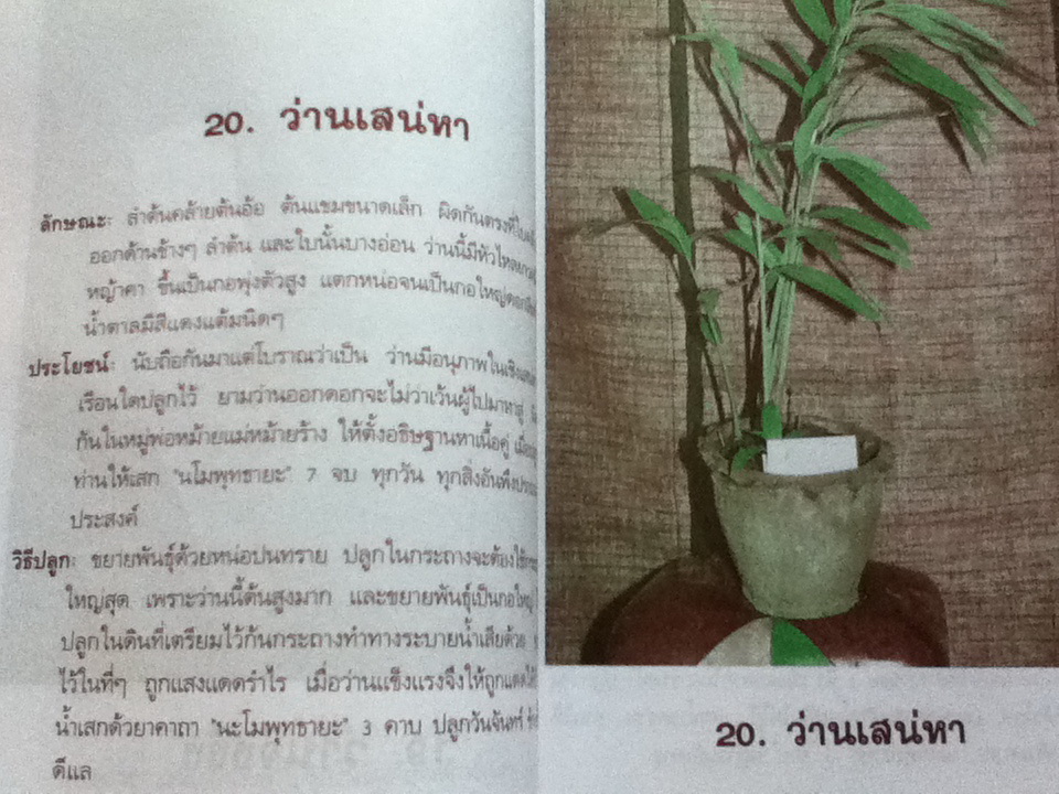 ชุมนุมว่านยาและไม้มงคล