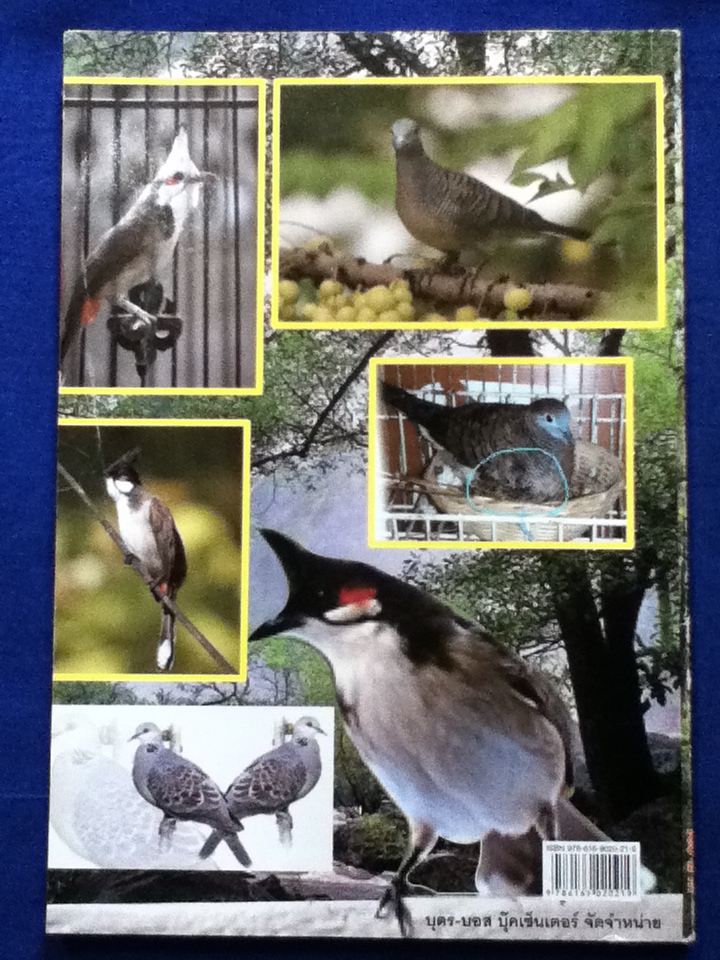 คู่มือฝึก-ต่อ นกกรงหัวจุก-นกเขาชวา