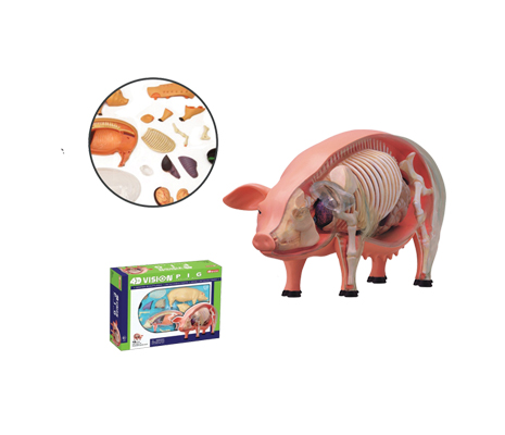 หุ่นจำลองหมู 4D Vision