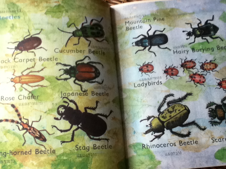 เรียนรู้เกี่ยวกับแมลง