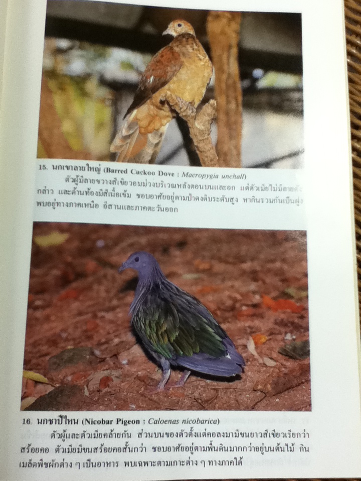 นกเมืองไทย เล่ม 3 (หนังสือแถม)