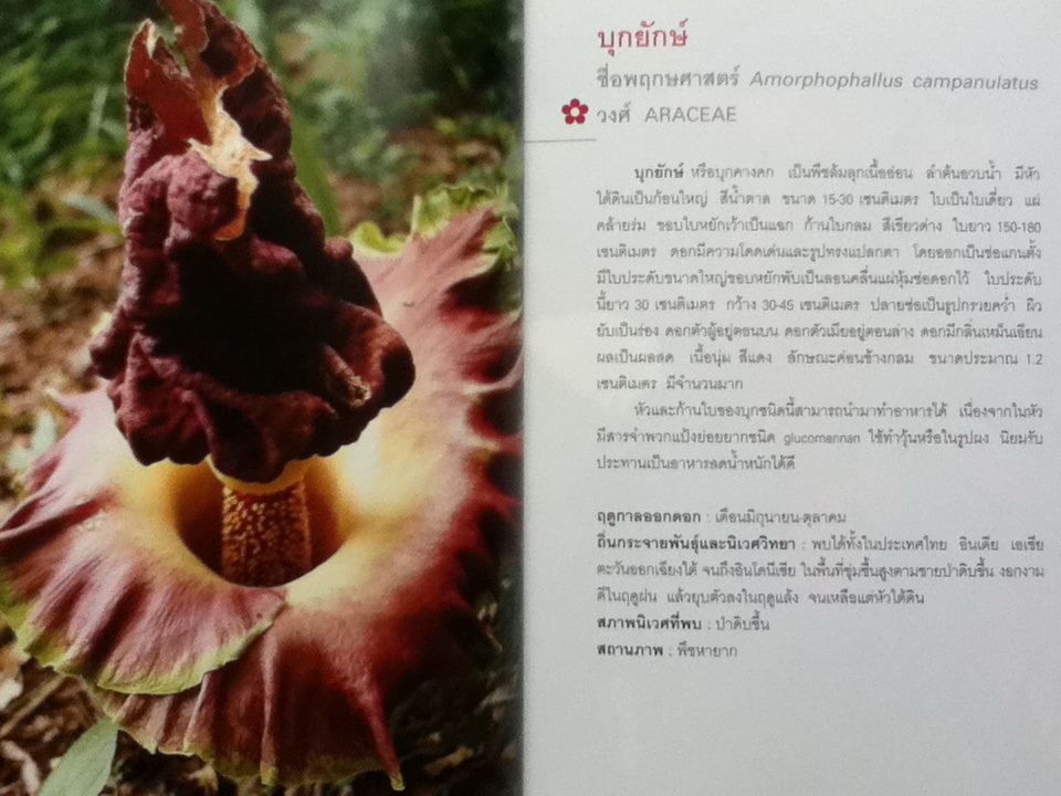 มหัศจรรย์ดอกไม้ป่า เล่ม 1