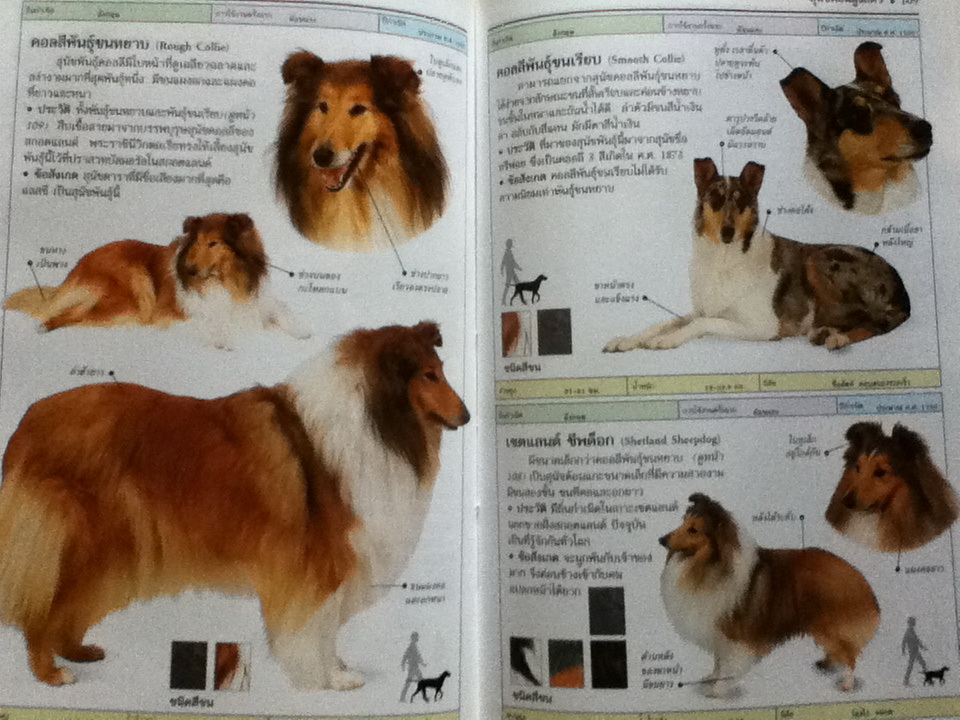 สุนัข คู่มือแนะนำสุนัขพันธุ์ต่างๆ มากกว่า 300 พันธ์ุจากทั่วโลก/ เดวิด อัลเดอตัน