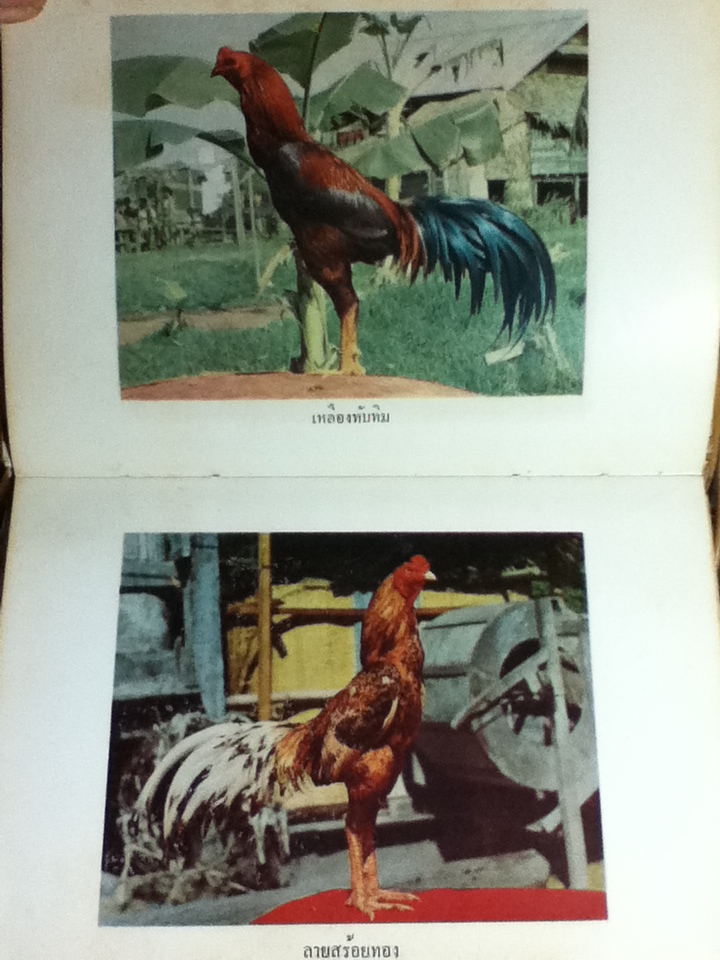 ตำราดูลักษณะไก่อู-ไก่ชน/ จ. สัทธาพงศ์