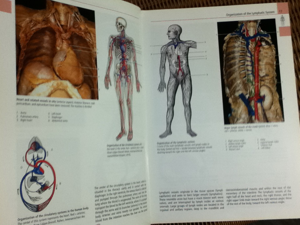 Color Atlas of Anatomy/ Johannes W. Rohen และคณะ