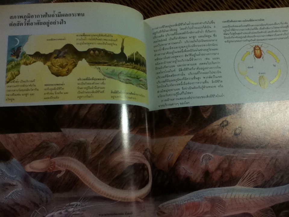 นิเวศวิทยาและสิ่งแวดล้อม หนังสือชุดขุมทรัพย์โลกวิทยาศาสตร์ (ปกแข็ง)/ ไทม์-ไลฟ์/ ผู้ช่วย ศจ.นันทนา คชเสนี ผู้แปล