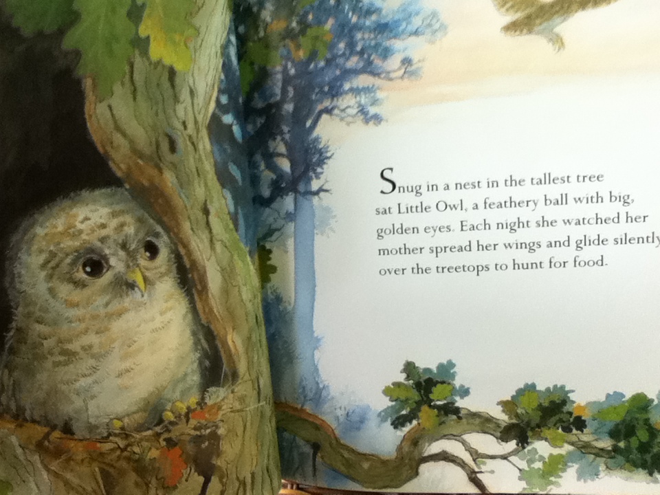 The Frightened Little Owl/ MARK EZRA