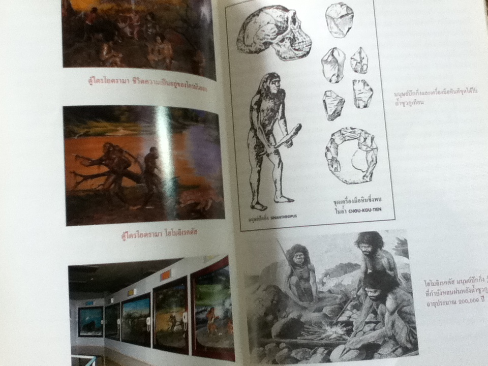 วิวัฒนาการมนุษย์/ สุวรรณา จิตรสิงห์ (หนังสือแถม)