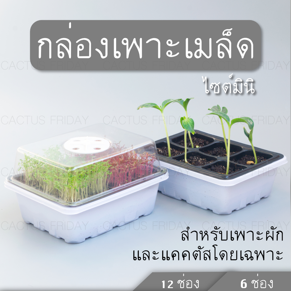 กล่องเพาะเมล็ดจิ๋ว สำหรับเพาะผักและแคคตัส