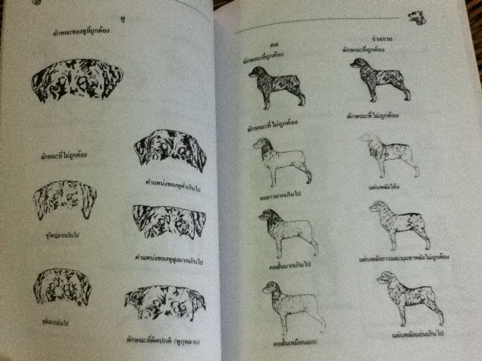 คู่มือการเลี้ยงสุนัข ร็อทไวเลอร์