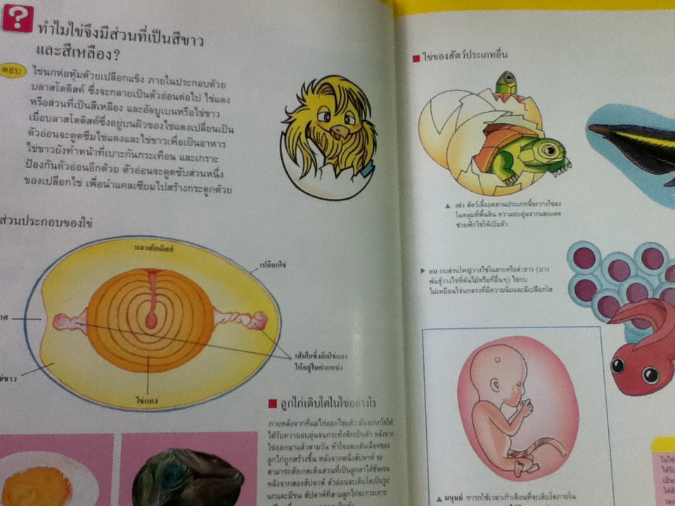 ความจริงน่าพิศวง หนังสือความรู้เบื้องต้นสำหรับเด็ก (ปกแข็ง)