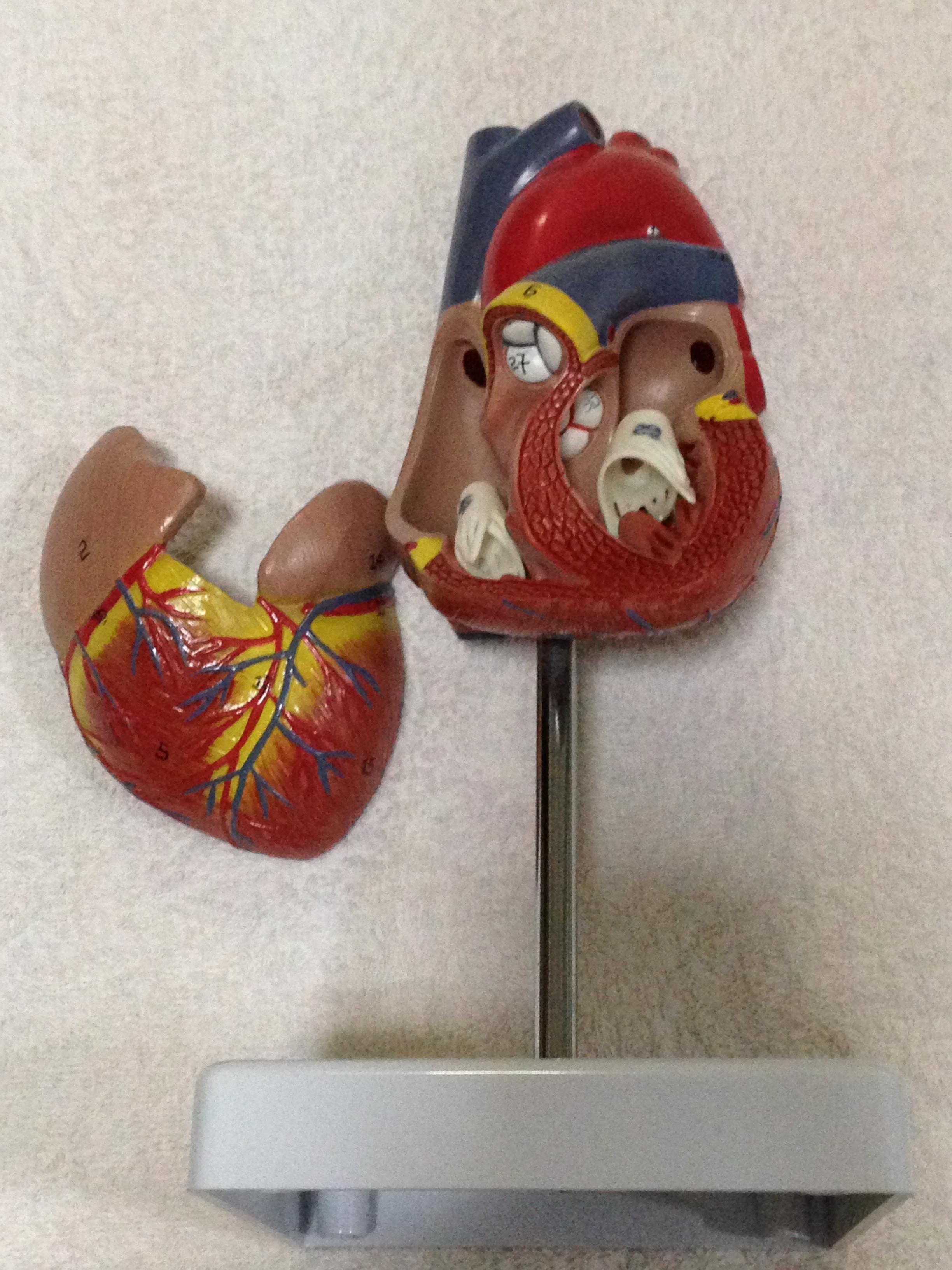 แบบจำลองหัวใจมนุษย์