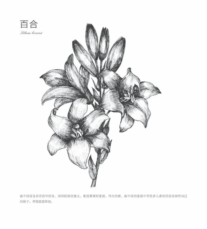 (Pre-order) หนังสือสอนวาดภาพขาว-ดำ รูปดอกไม้ Black and White Flowers เล่ม 4