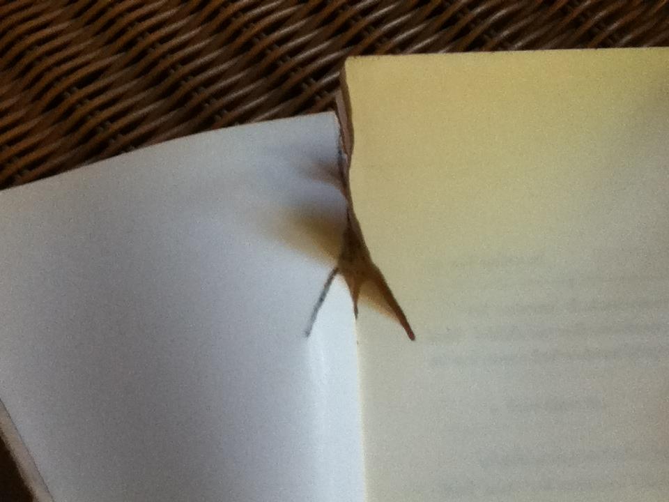 ความน่าจะเป็นบนเส้นขนาน/ วินทร์ เลียววาริณ, ปราบดา หยุ่น **แถมฟรีเมื่อซื้อครบ 500 บาท**