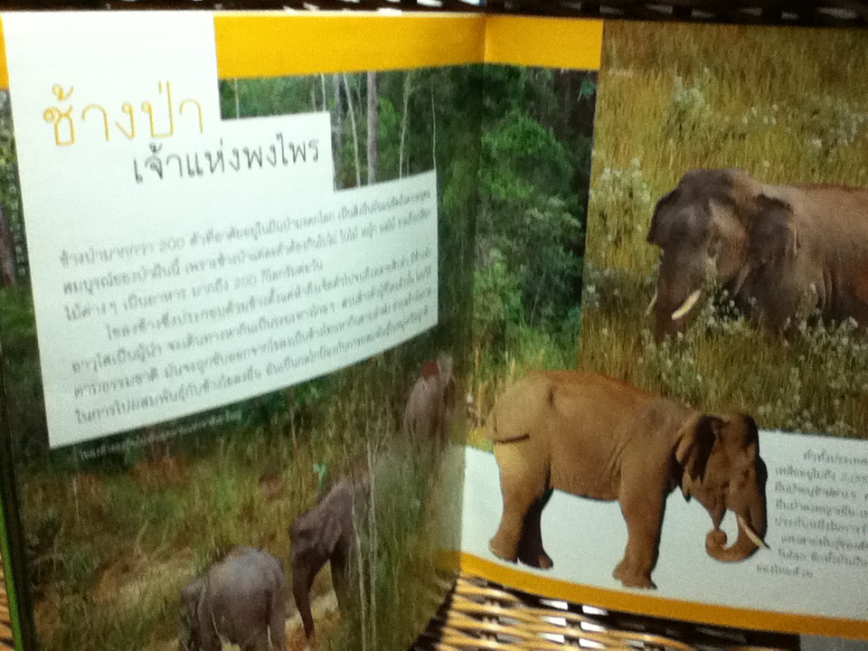ผืนป่าดงพญาเย็น-เขาใหญ่ (หนังสือแถม)