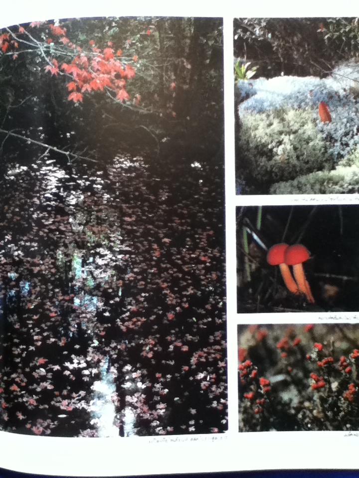 ภูหลวง นิรันดร์กาลแห่งขุนเขายะเยือก