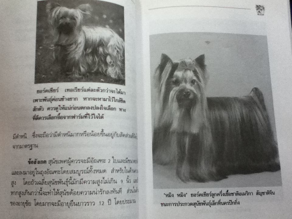 การเลี้ยงสุนัขยอร์คเชียร์ เทอเรียร์