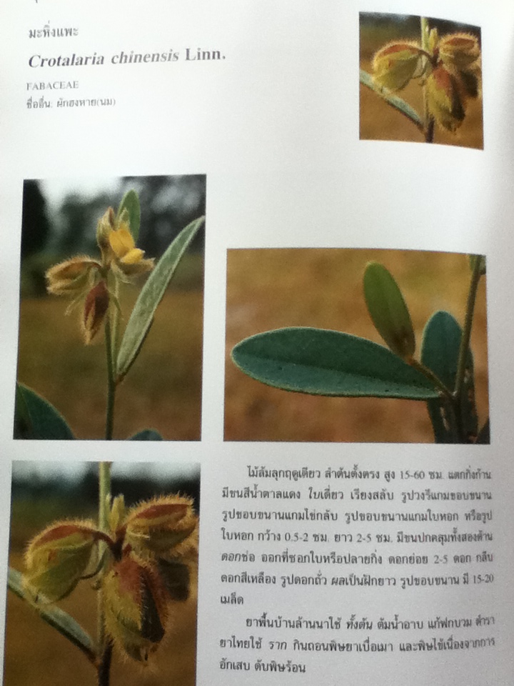 สมุนไพรพื้นบ้านล้านนา จัดพิมพ์เพื่อน้อมรำลึกถึงพระกรุณาธิคุณในสมเด็จพระศรีนครินทราบรมราชชนนี