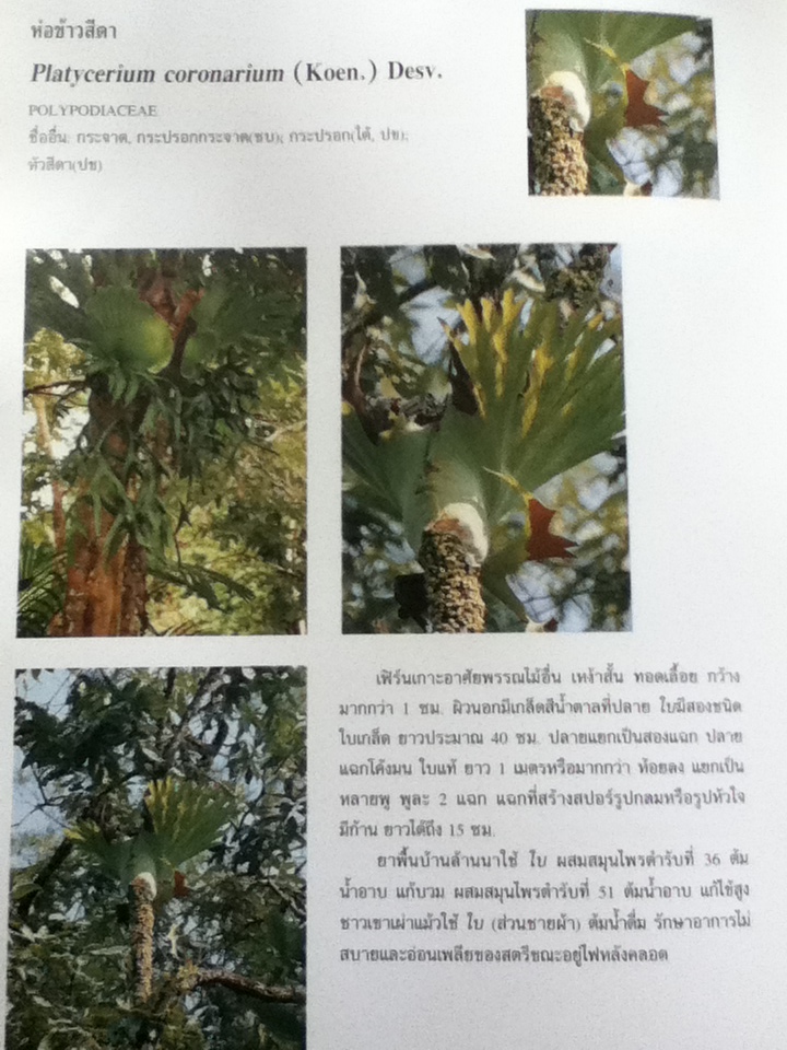 สมุนไพรพื้นบ้านล้านนา จัดพิมพ์เพื่อน้อมรำลึกถึงพระกรุณาธิคุณในสมเด็จพระศรีนครินทราบรมราชชนนี