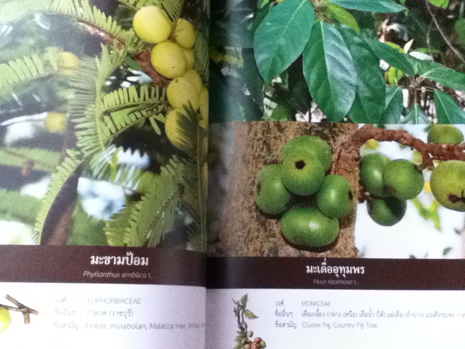 พรรณไม้ และ ปักษาพรรณ ในอุทยานจามจุรี 2เล่ม/ชุด พร้อมกล่องบรรจุ