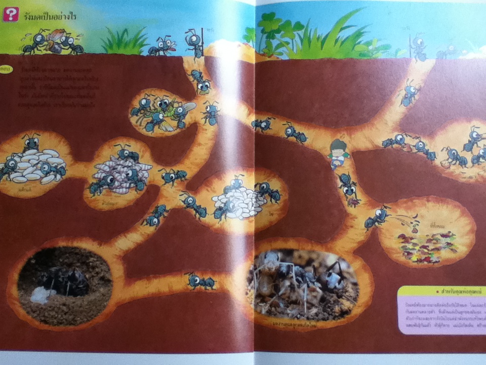 หนังสือชุดความรู้เบื้องต้นสำหรับเด็ก โลกของแมลง